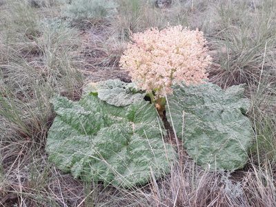 Rheum tataricum, photographed by Andrew Bazdyrev