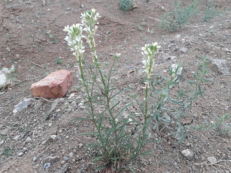 Erysimum leucanthemum, photographed by Andrew Bazdyrev
