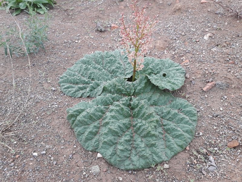 Rheum tataricum, photographed by Andrew Bazdyrev