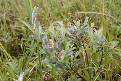 Salix lapponum, photographed by Игорь Васильев