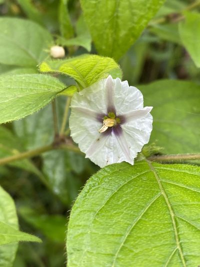 Lycianthes tricolor, photographed by Grete Pasch