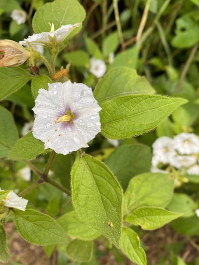 Lycianthes tricolor, photographed by Grete Pasch