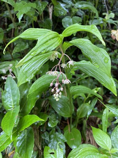 Maianthemum flexuosum, photographed by Grete Pasch