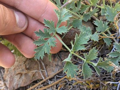 Lomatium howellii, photographed by Trevor Van Loon