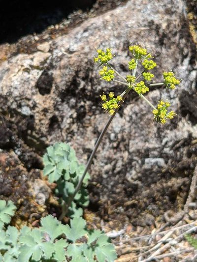 Lomatium howellii, photographed by Trevor Van Loon