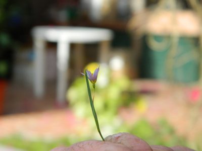 Sisyrinchium minus, photographed by Eduardo Luis Beltrocco