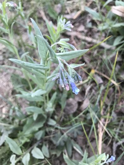 Mertensia franciscana, photographed by brettaugust
