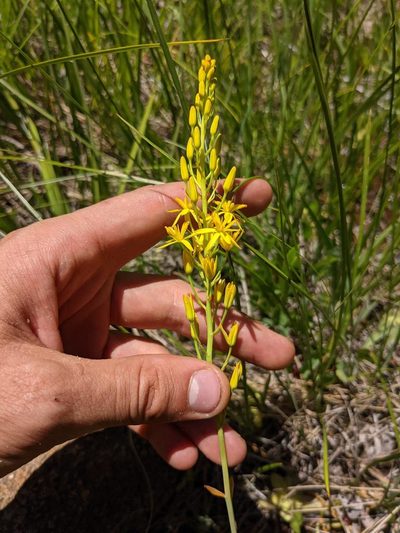 Narthecium californicum, photographed by Trevor Van Loon
