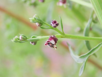 Scrophularia canina, photographed by Emanuele Santarelli