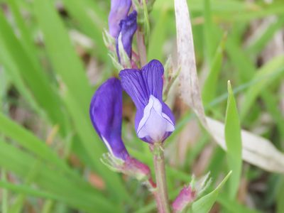 Vicia onobrychioides, photographed by Emanuele Santarelli