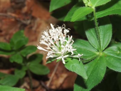 Asperula taurina, photographed by Emanuele Santarelli