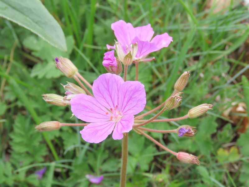 Erodium alpinum, photographed by Emanuele Santarelli