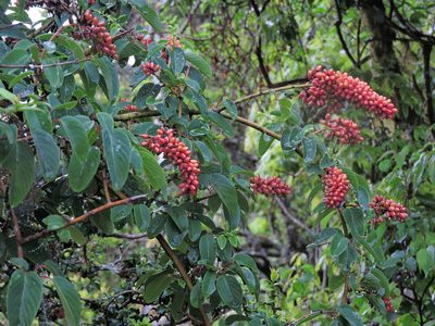 Berchemia formosana, photographed by Jacy Chen