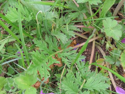 Erodium alpinum, photographed by Emanuele Santarelli