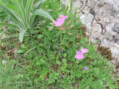 Erodium alpinum, photographed by Emanuele Santarelli