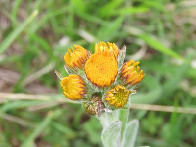 Tephroseris integrifolia, photographed by Emanuele Santarelli