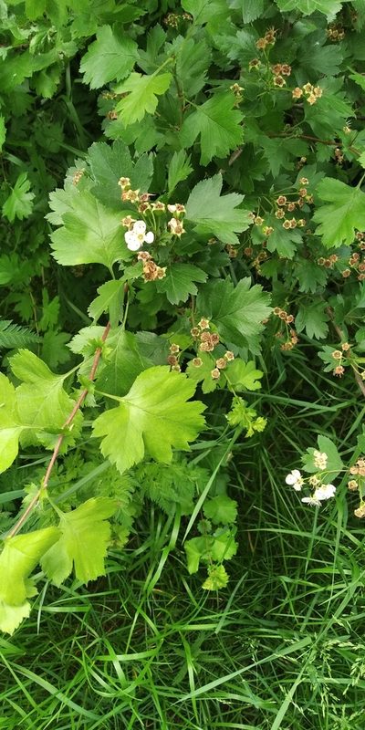 Crataegus rhipidophylla, photographed by Oleksii Vasyliuk