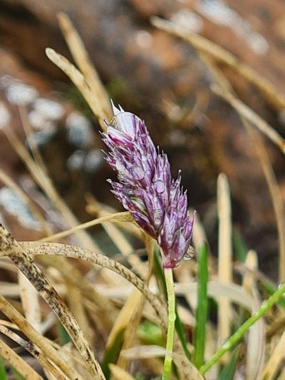 Sesleria albicans, photographed by Jacek Pietruszewski