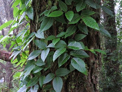 Toxicodendron orientale, photographed by Jacy Chen