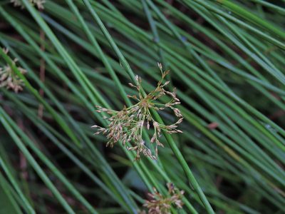 Juncus decipiens, photographed by Jacy Chen