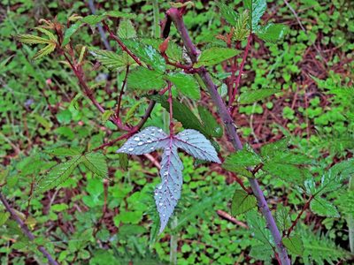 Rubus conduplicatus, photographed by Jacy Chen