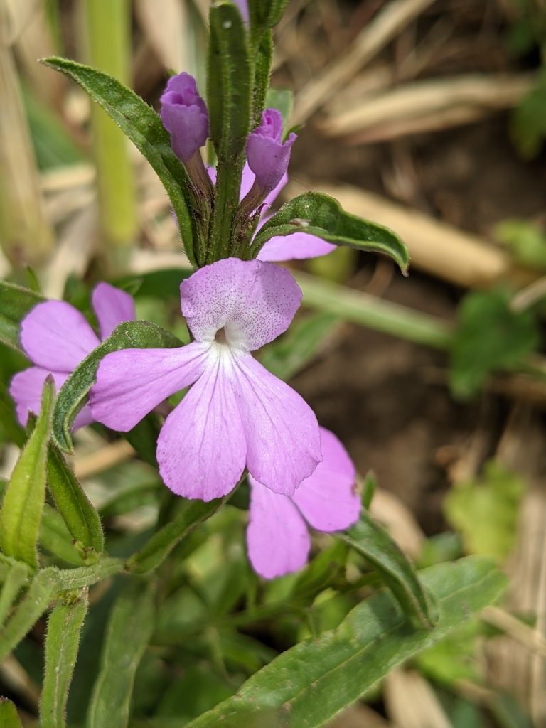 Striga hermonthica, photographed by Denis Bastianelli