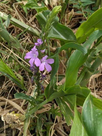 Striga hermonthica, photographed by Denis Bastianelli