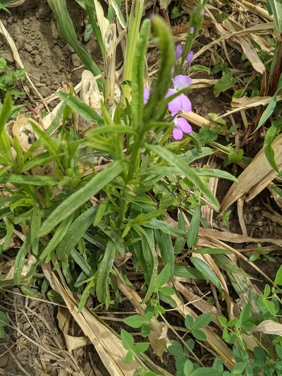 Striga hermonthica, photographed by Denis Bastianelli