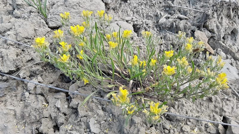 Physaria spatulata, photographed by Tait Sougstad