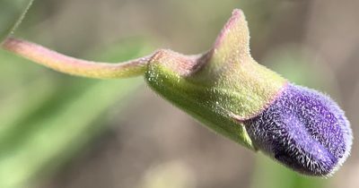 Scutellaria angustifolia, photographed by mark-groeneveld