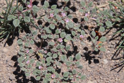 Tiquilia nuttallii, photographed by Millie Basden