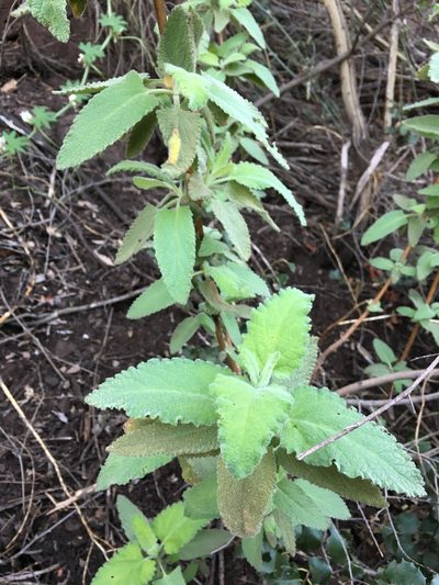 Lepechinia fragrans, photographed by Casey Schreiner