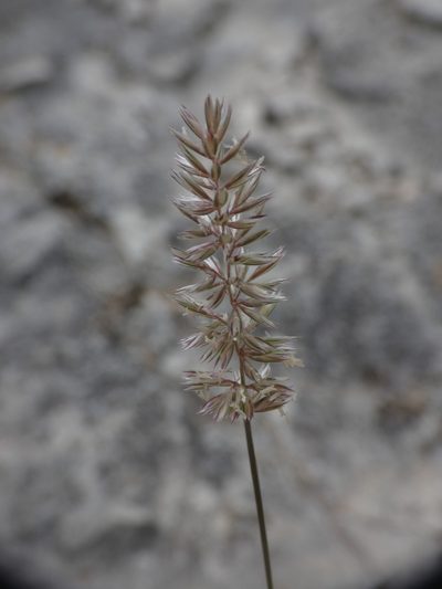 Koeleria vallesiana, photographed by Yves Bas