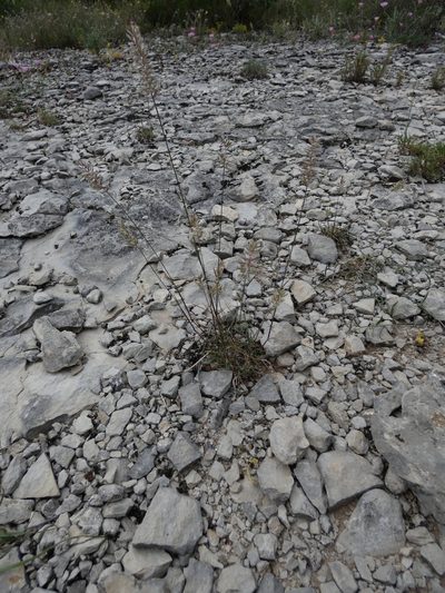 Koeleria vallesiana, photographed by Yves Bas