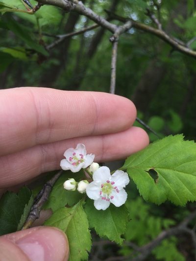 Crataegus macrosperma, photographed by Étienne Lacroix-Carignan