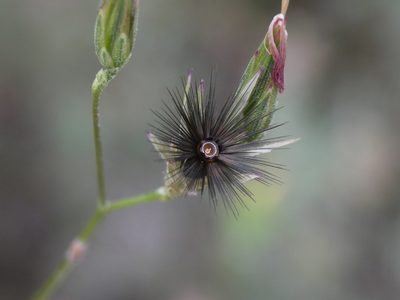 Crupina vulgaris, photographed by Yves Bas