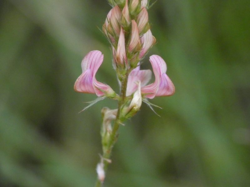 Onobrychis supina, photographed by Yves Bas