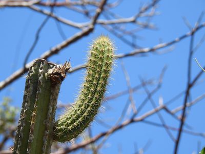 Pilosocereus robinii, photographed by amantedarmanin