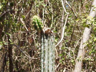 Pilosocereus robinii, photographed by amantedarmanin