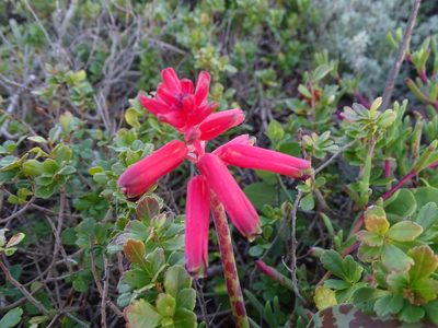 Lachenalia bulbifera, photographed by Shaun Swanepoel