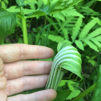 Arisaema stewardsonii, photographed by Étienne Lacroix-Carignan