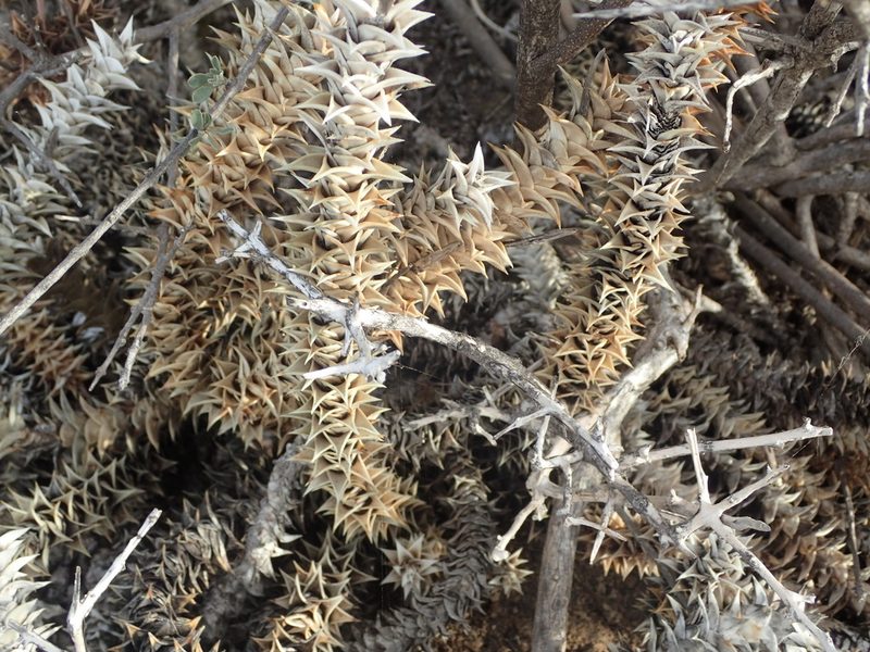 Astroloba foliolosa, photographed by Nicola van Berkel