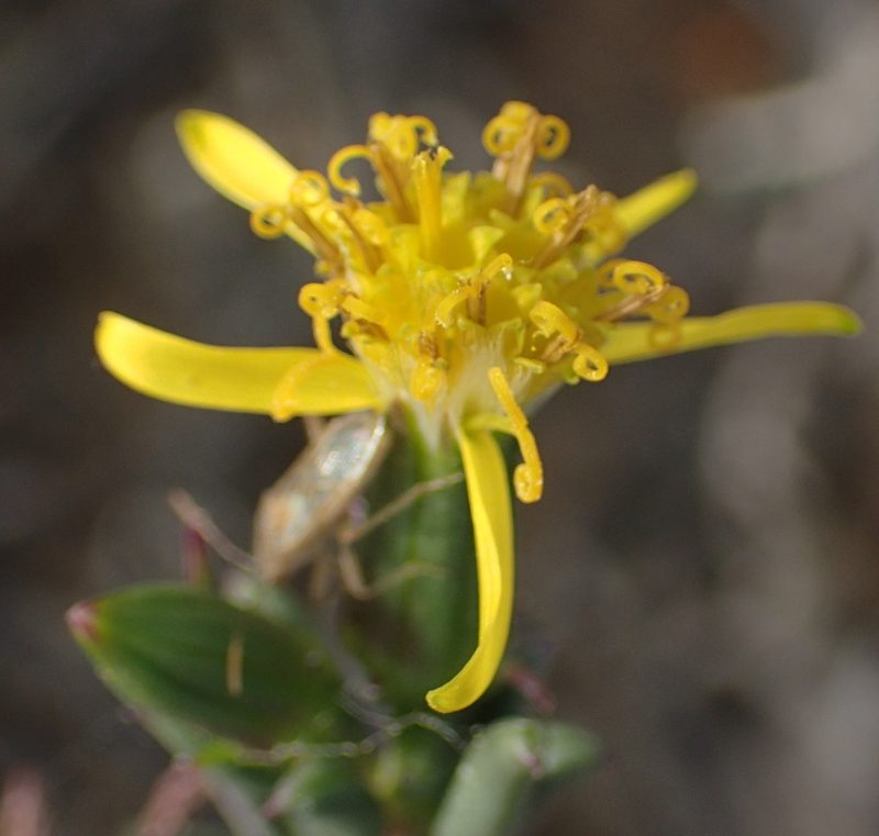 Senecio acutifolius, photographed by Nicola van Berkel