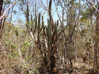 Pilosocereus robinii, photographed by amantedarmanin