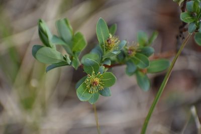 Salix pedicellaris, photographed by Syd Cannings