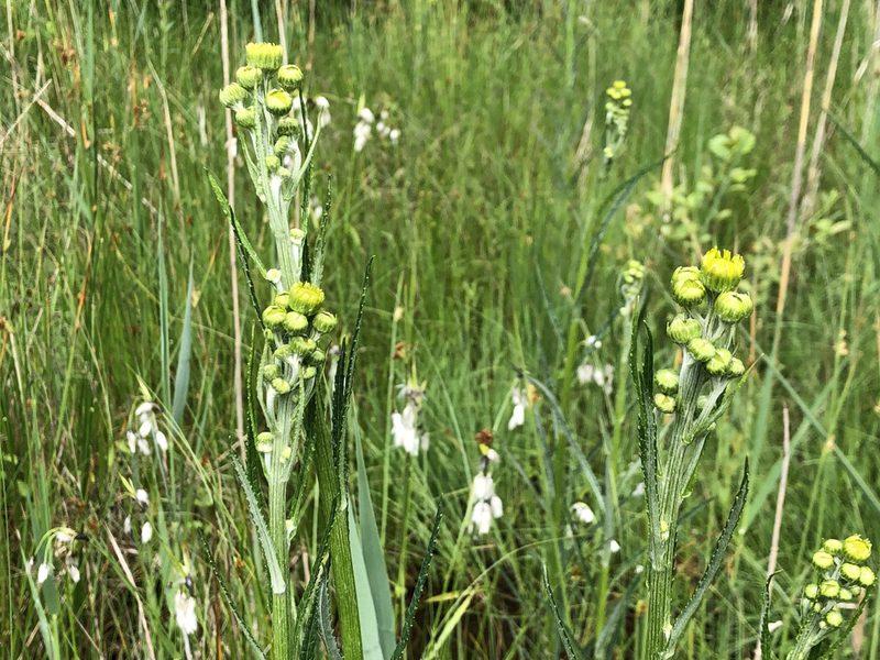Jacobaea paludosa, photographed by Jason Grant
