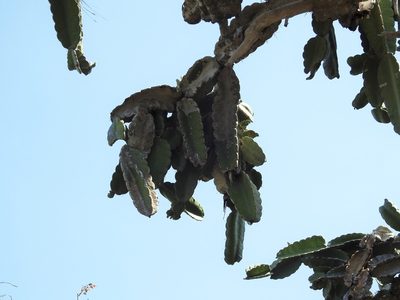 Leptocereus nudiflorus, photographed by amantedarmanin