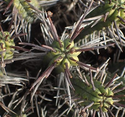 Euphorbia heptagona, photographed by Nicola van Berkel