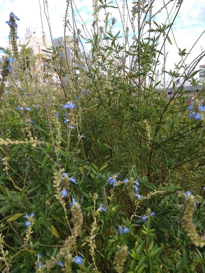 Salvia uliginosa, photographed by Pablo