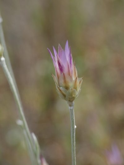 Xeranthemum inapertum, photographed by Yves Bas